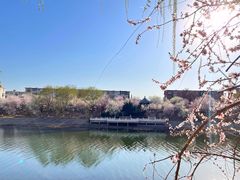 -桃花堤公园