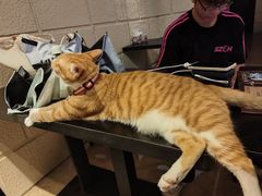 -逃脱反斗城沉浸剧情密室(北京路店)