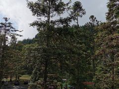 -武陵山森林公园