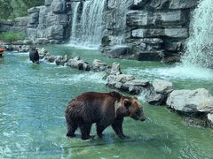 -北京野生动物园