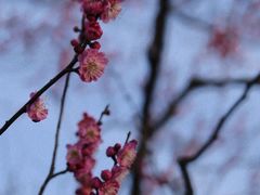 -花开海上生态园