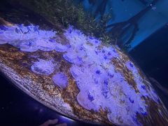 -瑞普利水族馆
