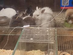 -青石桥花鸟鱼虫市场(叠翠城店)