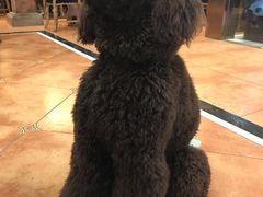 -more than meow吴止猫主题餐厅(承德 中船汇店)