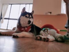 -Husky Go! 哈士奇体验馆·宠物咖啡厅狗咖