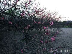 -汉长安城未央宫国家考古遗址公园