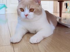 -PETKIT小佩宠物·低压洗护(国顺东路店)