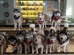 -Husky Go! 哈士奇体验馆·宠物咖啡厅狗咖