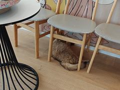 -Let's go狗咖·猫咖·奶狗·桌游(春熙路IFS店)
