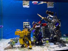 -上海海昌海洋公园