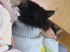 -李小姐の猫咖啡馆(五角场店)