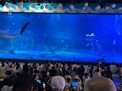 -烟台海昌鲸鲨海洋公园