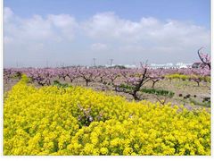 -南汇水蜜桃采摘(大团店)