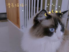 -Catmate·猫肥家润(金润铂宫店)