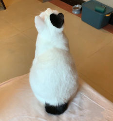 -黑旗纹身