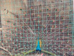 -柞水乾佑红门家菜