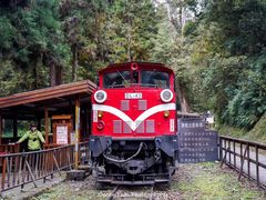 -阿里山神木遗迹