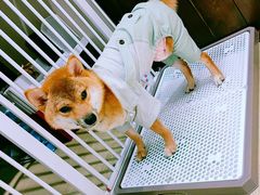 -逗柴咖啡屋·狗咖猫咖宠物桌游