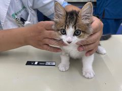 -瑞派动物医院·猫专科·至诚(江南中分院)