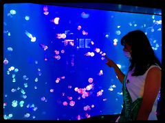 -烟台海昌鲸鲨海洋公园