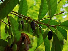 -上海佘山国家森林公园天马山园