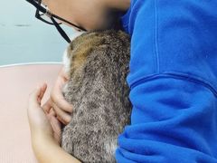 -1013 PET SHOP精品宠物商店(丁香店)