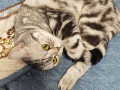 -伟伟宠物医院·CT影像中心·瑞派犬猫综合性门诊(汉口总院)