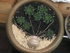 -秦美花卉(天朗·莱茵小城2期店)