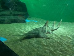 -上海海洋水族馆