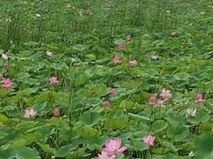 -西青郊野公园