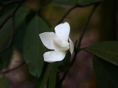 景点-铁山坪森林公园