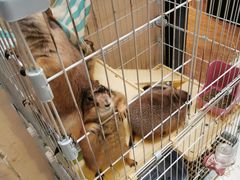 -猫色咖啡·猫咖