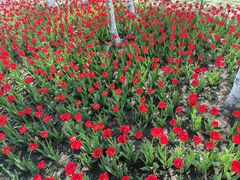 -长春公园(普阳街道)