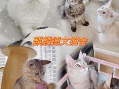 -十年猫舍·猫咪专门店(普陀店)
