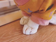 -猫腻·猫咖·撸猫馆(星光大道店)