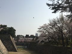 -名古屋城