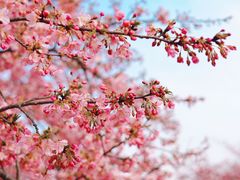 -上海辰山植物园