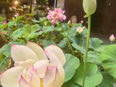 -瑞虹新天地月亮湾