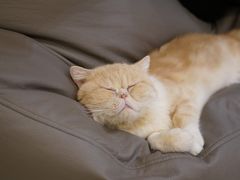 -飞行喵MR PILOT|猫舍·猫咖(静安大融城店)