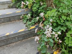 -东莞植物园