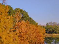 -上海海湾国家森林公园