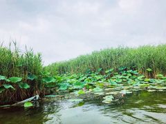 -白洋淀景区