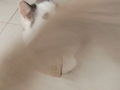 -怪兽屋·羊驼·猫咖·狗咖(俊华广场店)