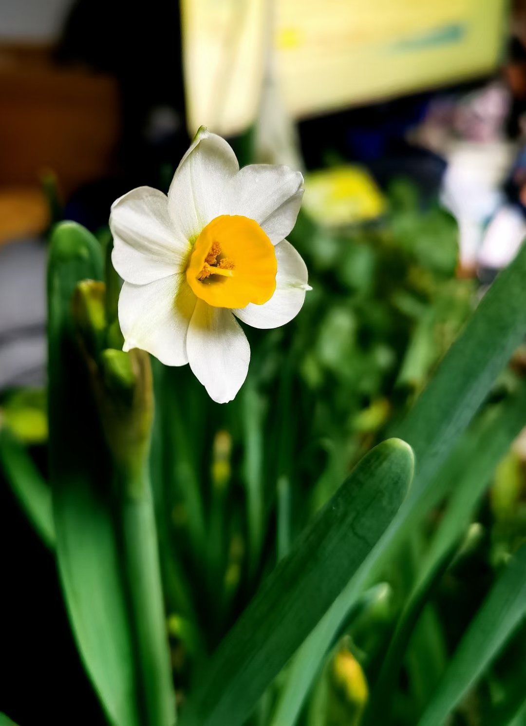 n[色][色]水仙花以其清新脱俗