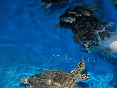 -泉城欧乐堡海洋极地世界