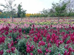 -天适樱花悠乐园