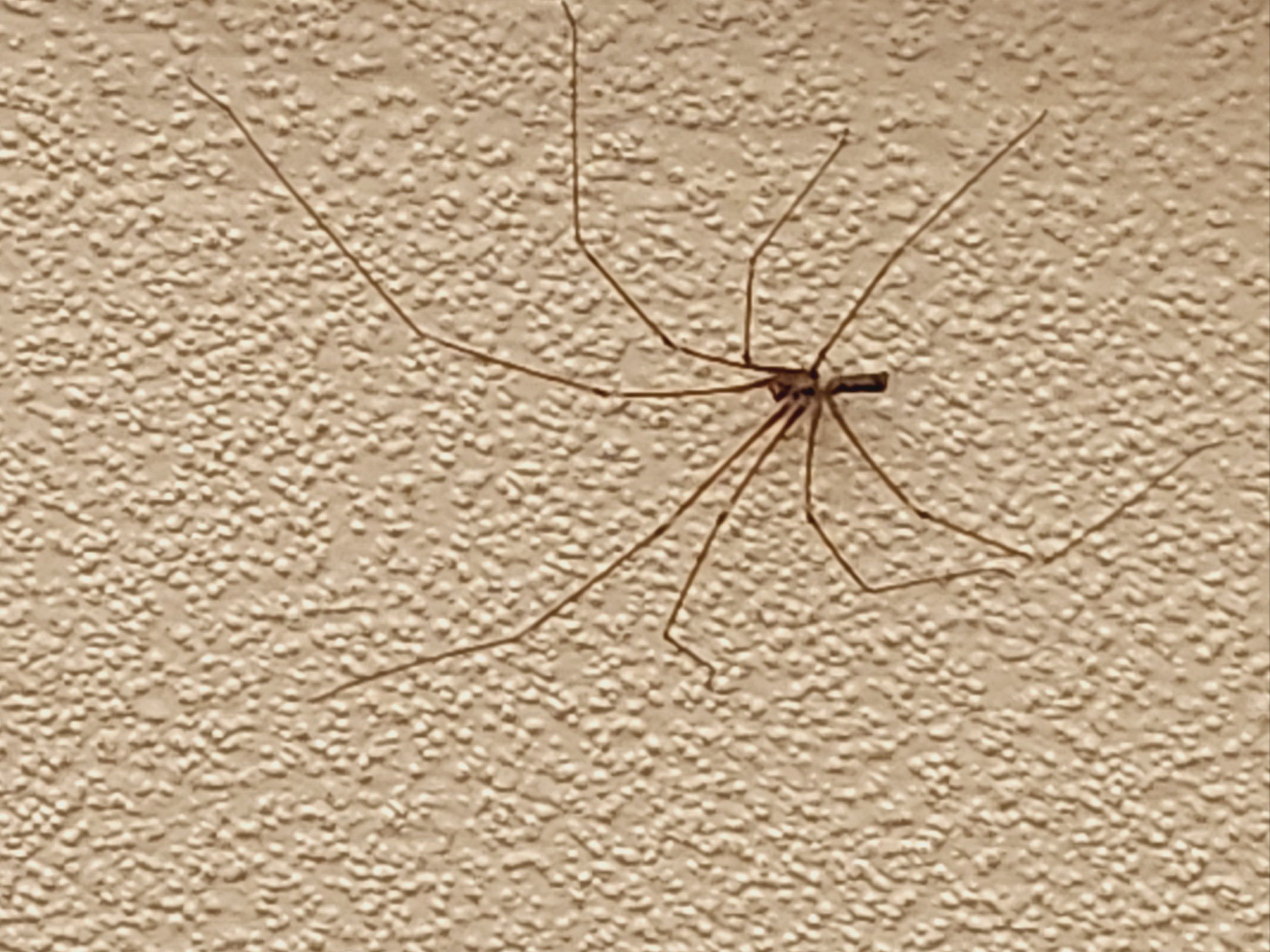 芜湖看到的长腿大蜘蛛🕷️ 还好没有乱动