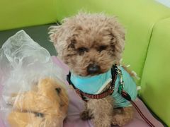 -北京观赏动物医院·24小时大型综合·猫专科·异宠专科