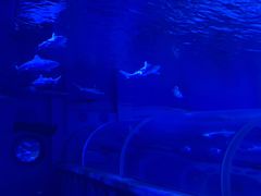 -成都浩海立方海洋公园