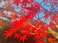 -秋霞圃
